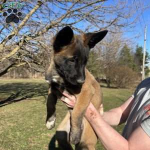 Lavendar, Belgian Malinois Puppy
